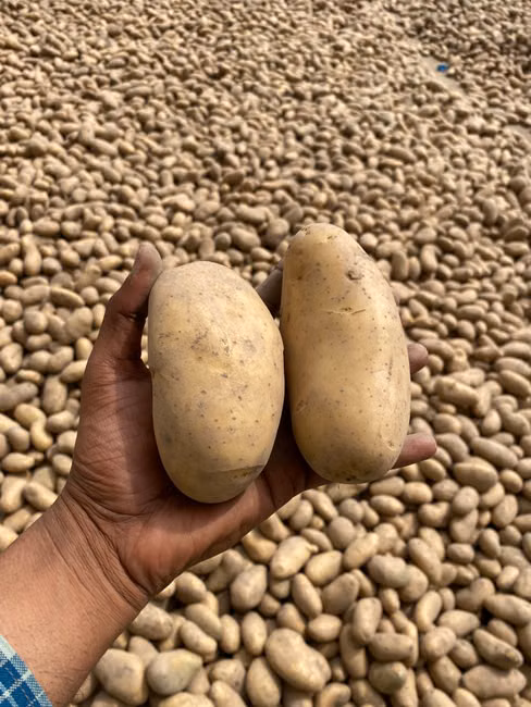 Cebola Nacional (kg)